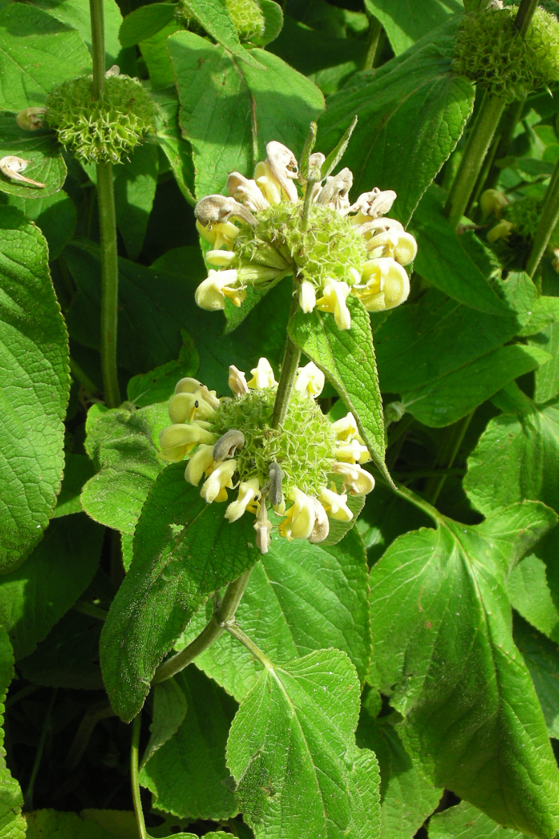 Phlomis russeliana
