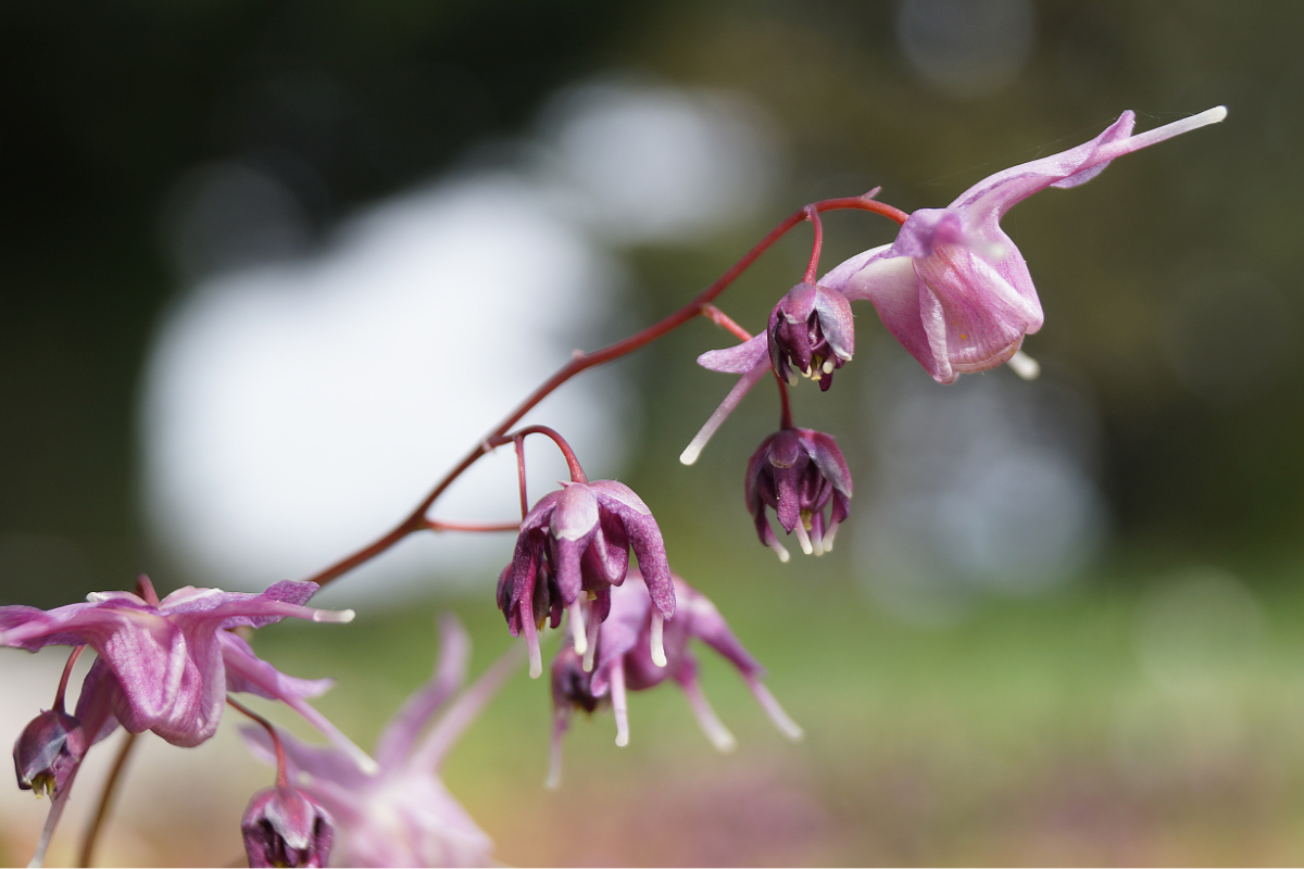 Epimedium grandiflorum 'Lilafee'