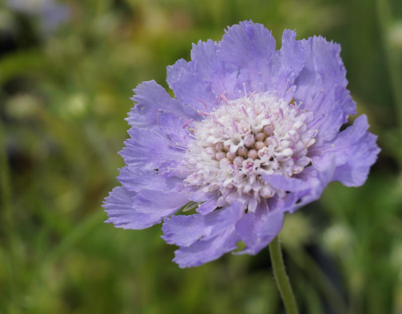 Scabiosa caucasica 'Perfecta'