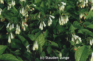Symphytum grandiflorum
