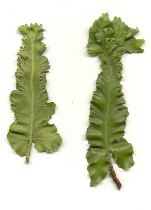 Asplenium scol. 'Zwerge am Ith' veg. - Hirschzunge