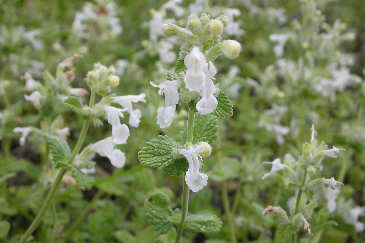 Nepeta racemosa 'Snowflake' - Katzenminze, Blauminze