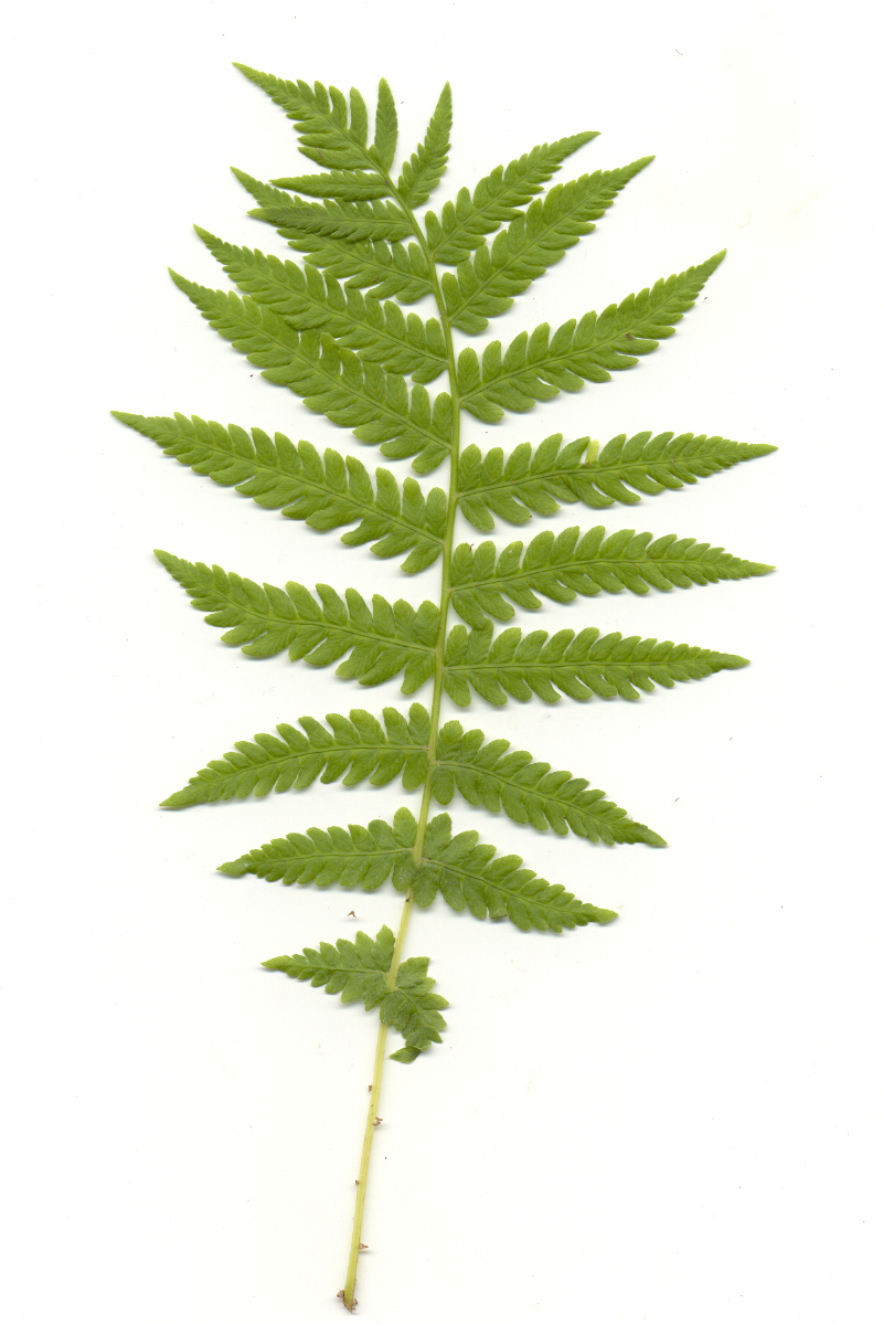 Matteuccia pensylvanica gen.