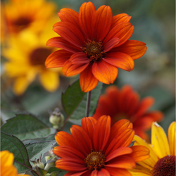 blog-heliopsis_scabra_bleeding_hearts_05.jpg