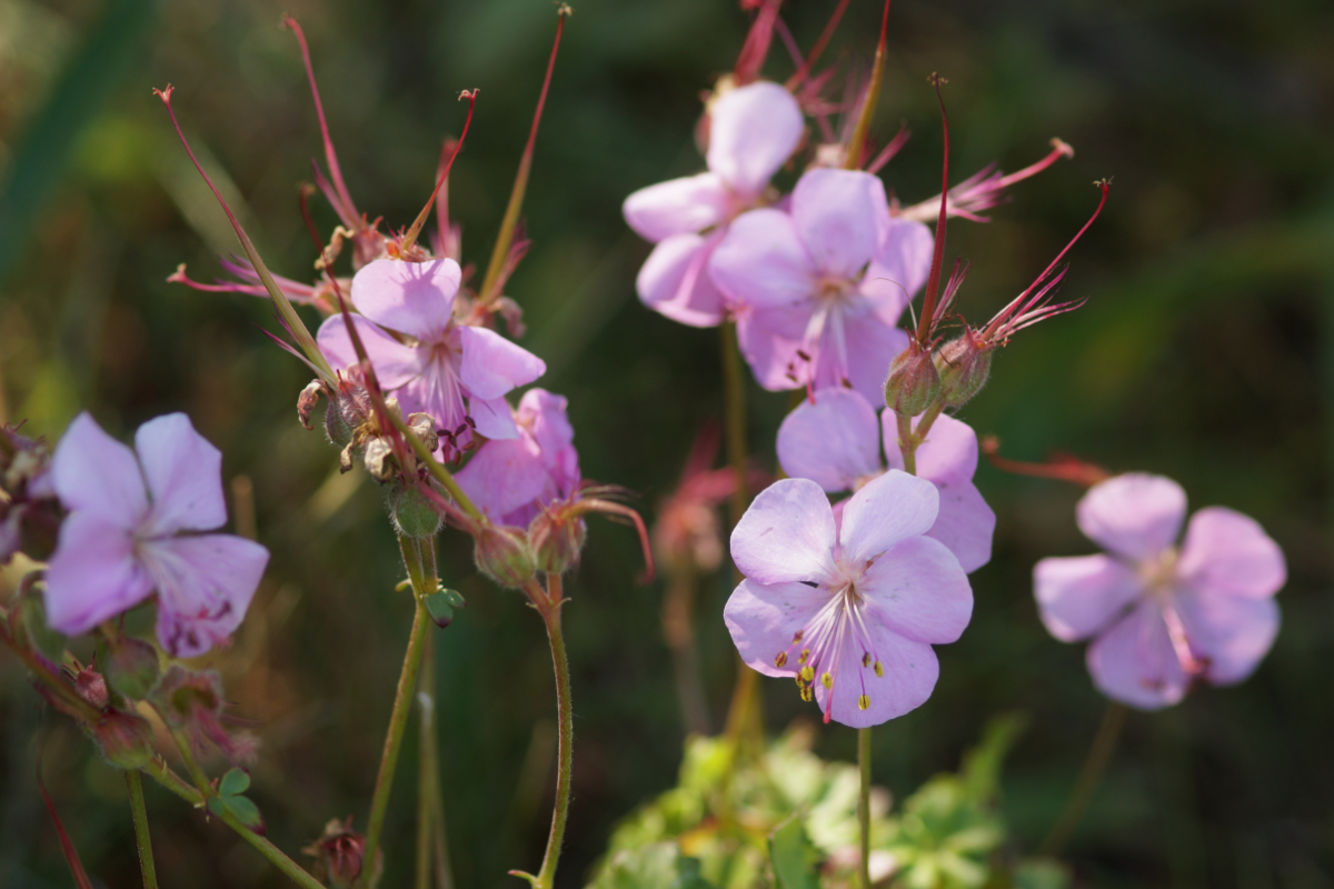 Geranium dalmaticum - Dalmatien-Storchschnabel