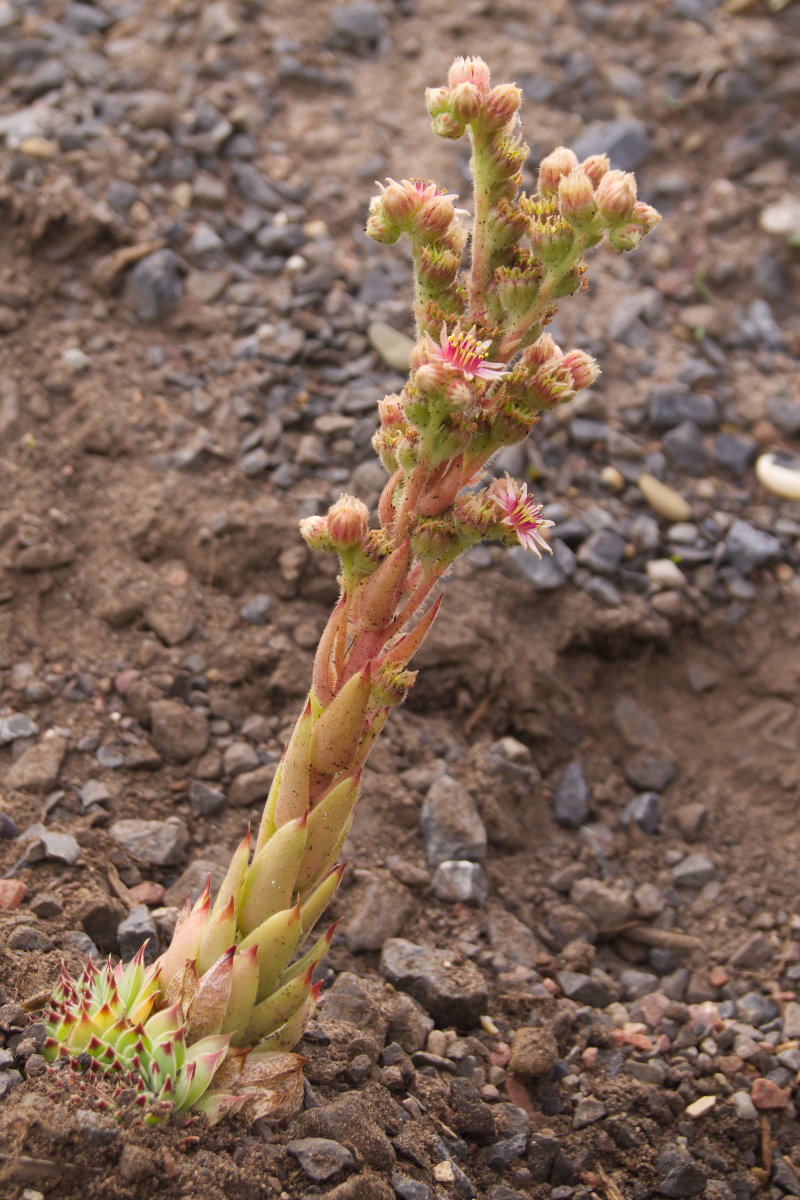 Sempervivum calcareum
