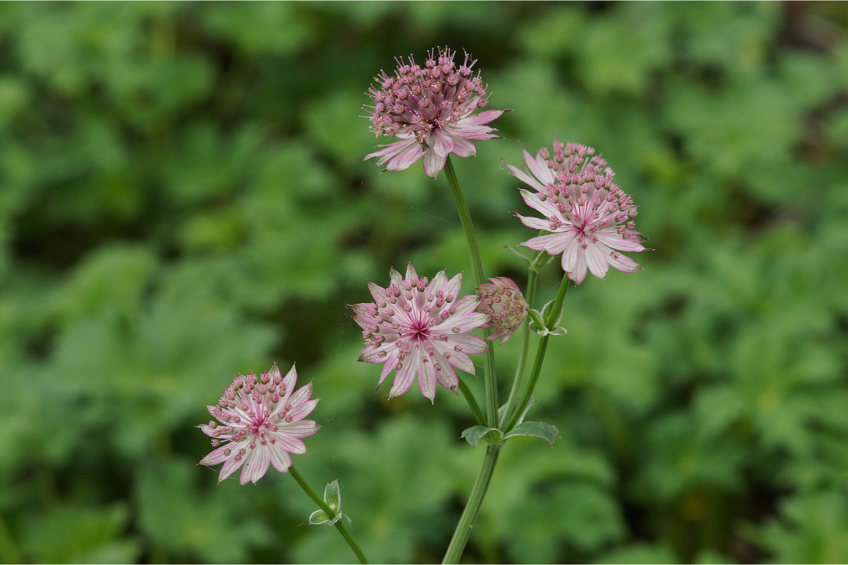 Astrantia major 'Roma' (R) - Sterndolde