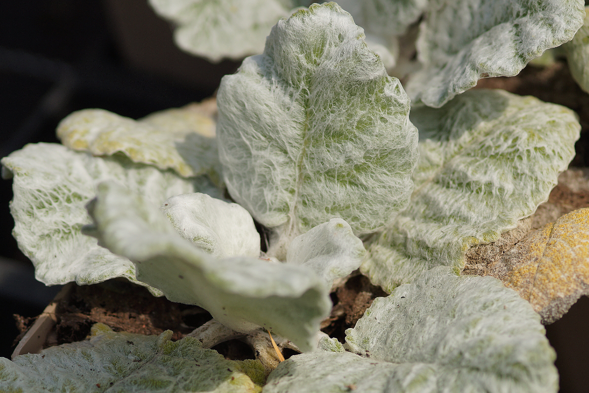 Salvia argentea - Silberblattsalbei