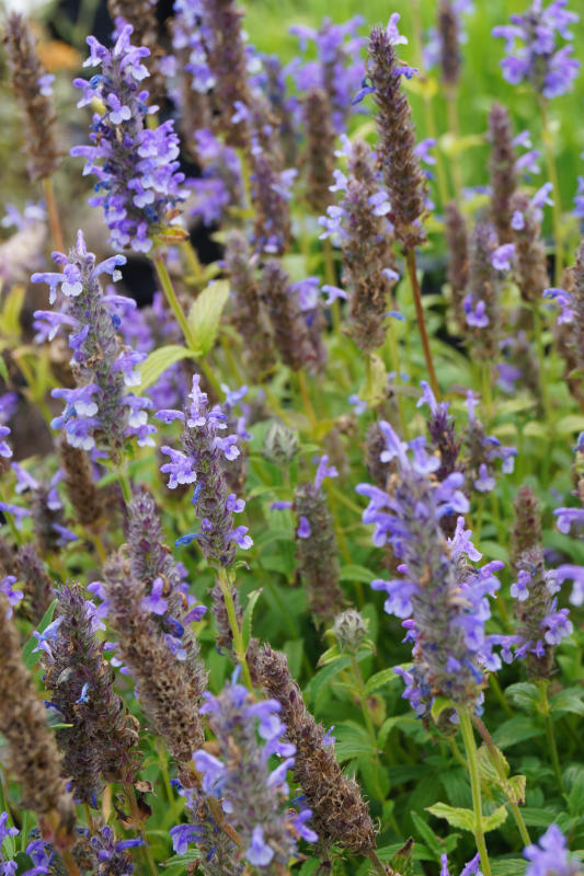 Nepeta nervosa