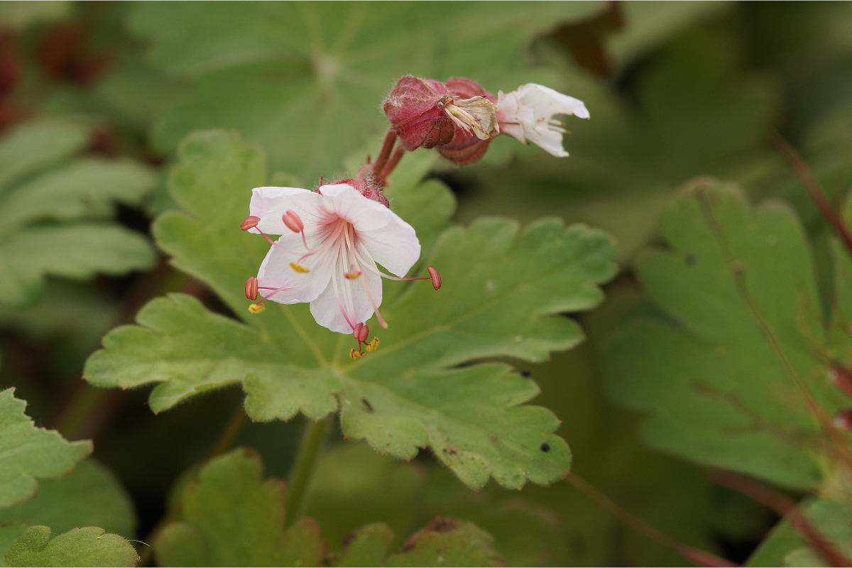 Geranium macrorrhizum 'Spessart' - Balkan-Storchschnabel