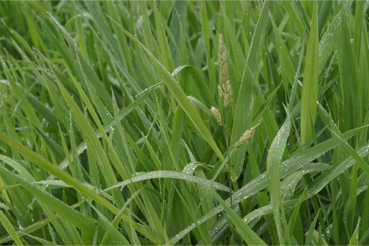 Phalaris arundinacea