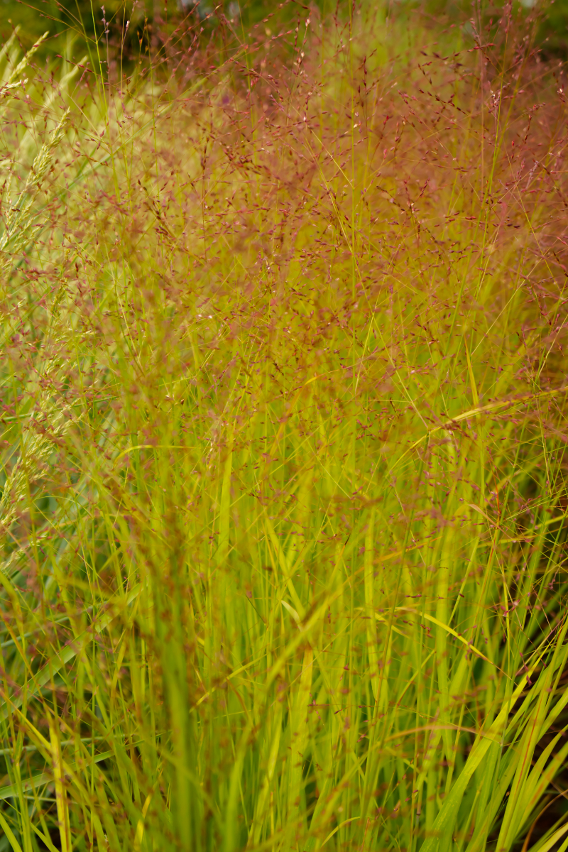 Panicum virgatum 'Hänse Herms' - Rutenhirse, Kupferhirse