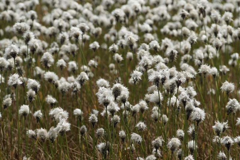 Eriophorum vaginatum