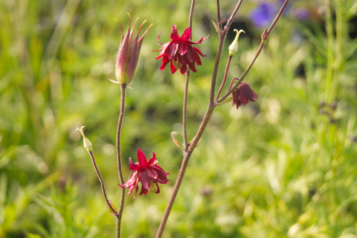Aquilegia vulgaris plena 'Ruby Port' - Akelei