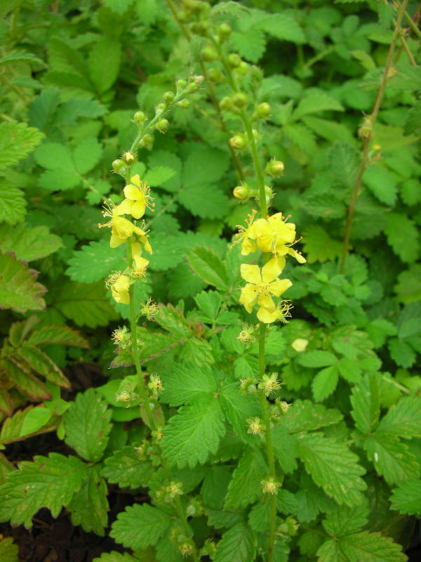 Agrimonia eupatoria - Kleiner Odermennig