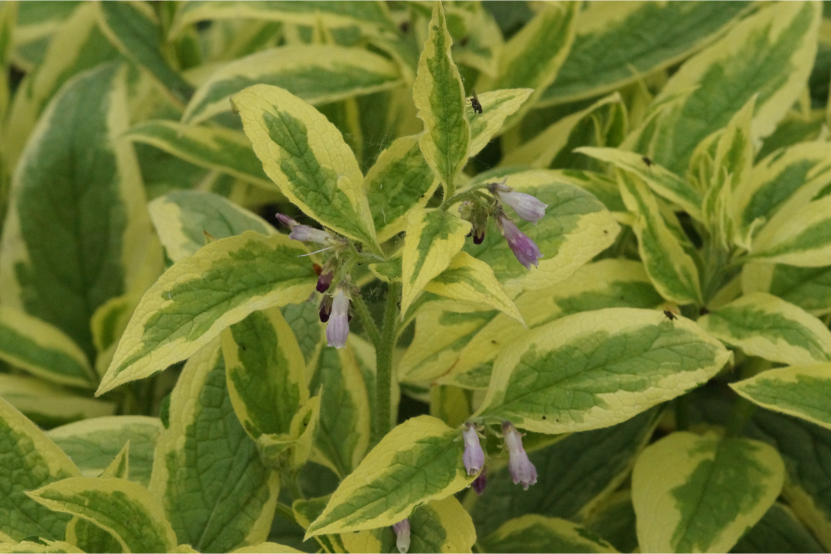 Symphytum uplandicum 'Variegatum' - Beinwell, panaschiert