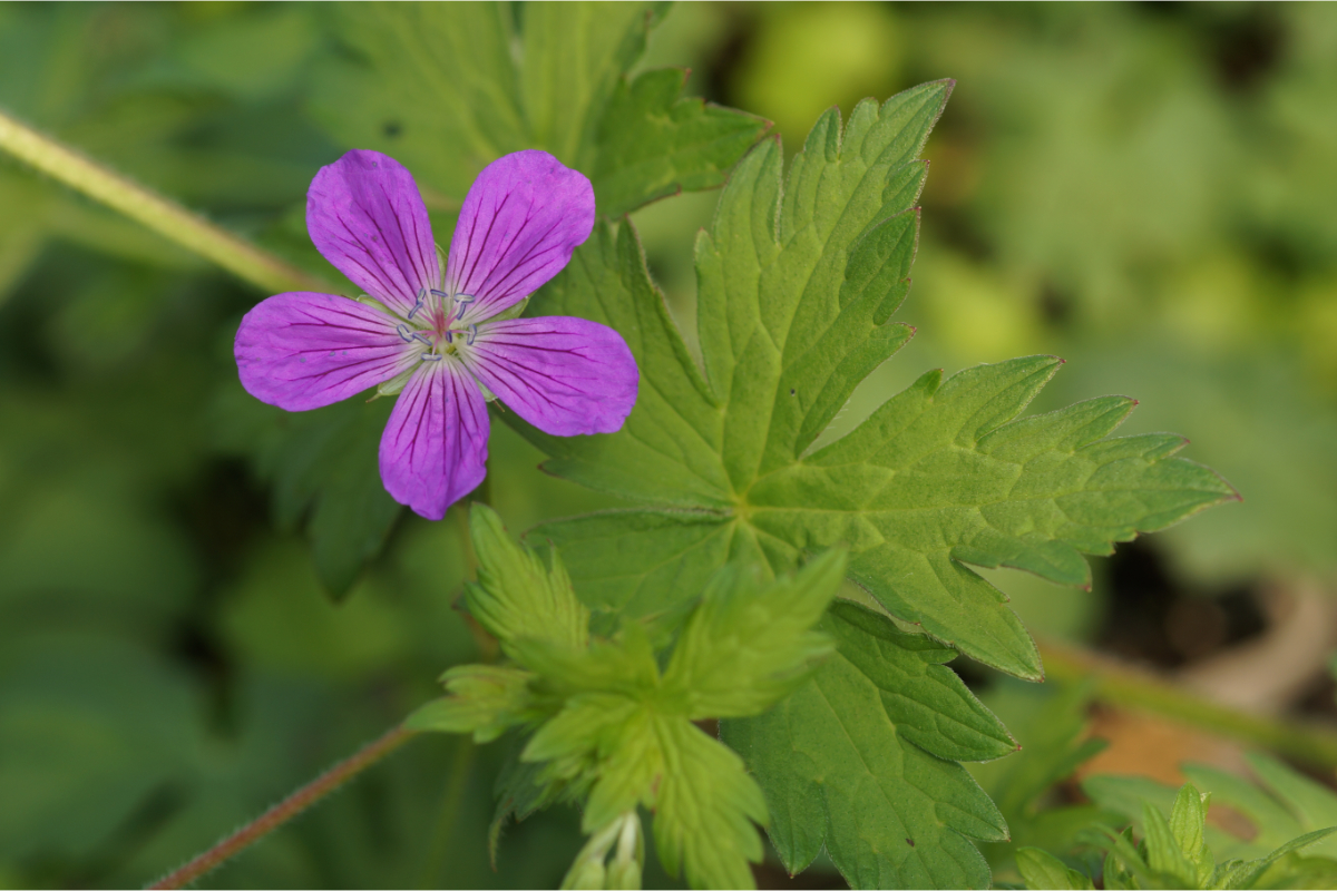 Geranium palustre - Sumpf-Storchschnabel