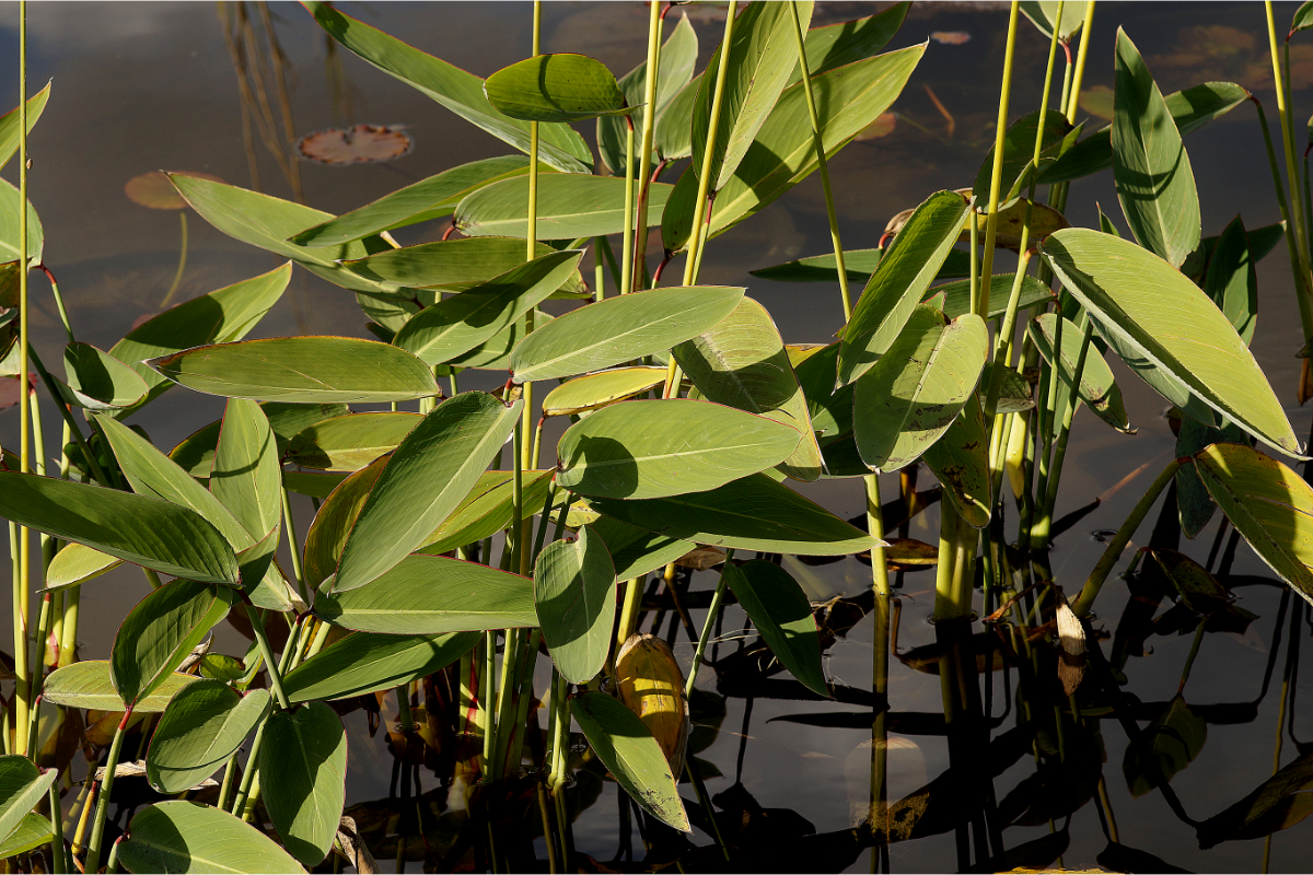 Thalia dealbata