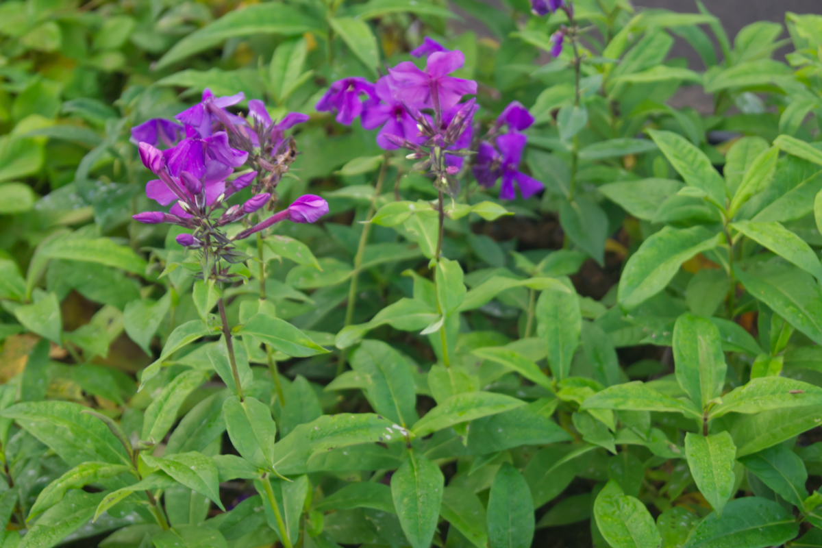 Phlox Paniculata-Hybr. 'Düsterlohe'