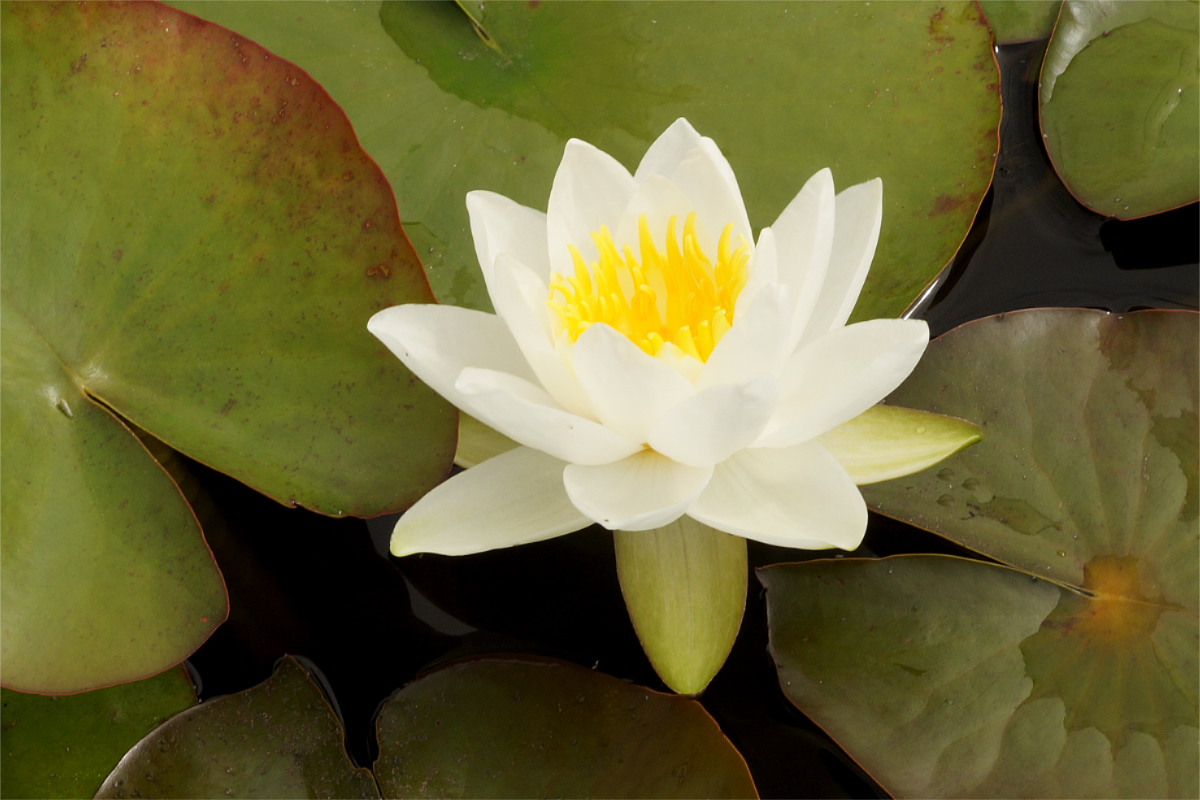 Nymphaea tuberosa 'Pöstlingberg' - Seerose