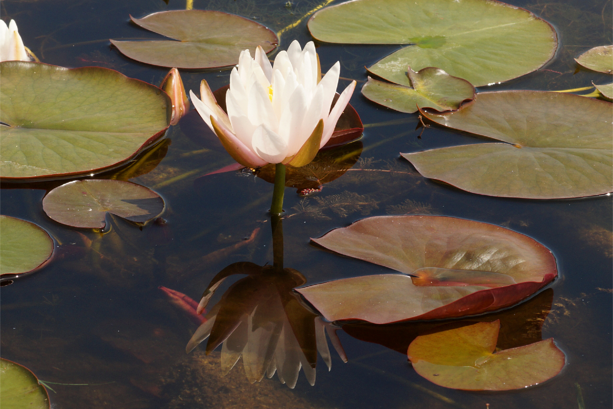 Nymphaea Hybride 'Schnuppe'
