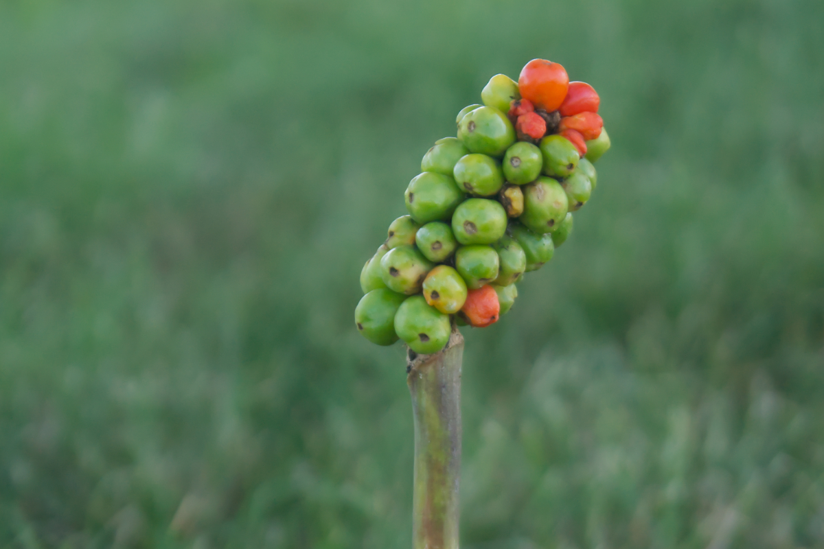 Arum italicum