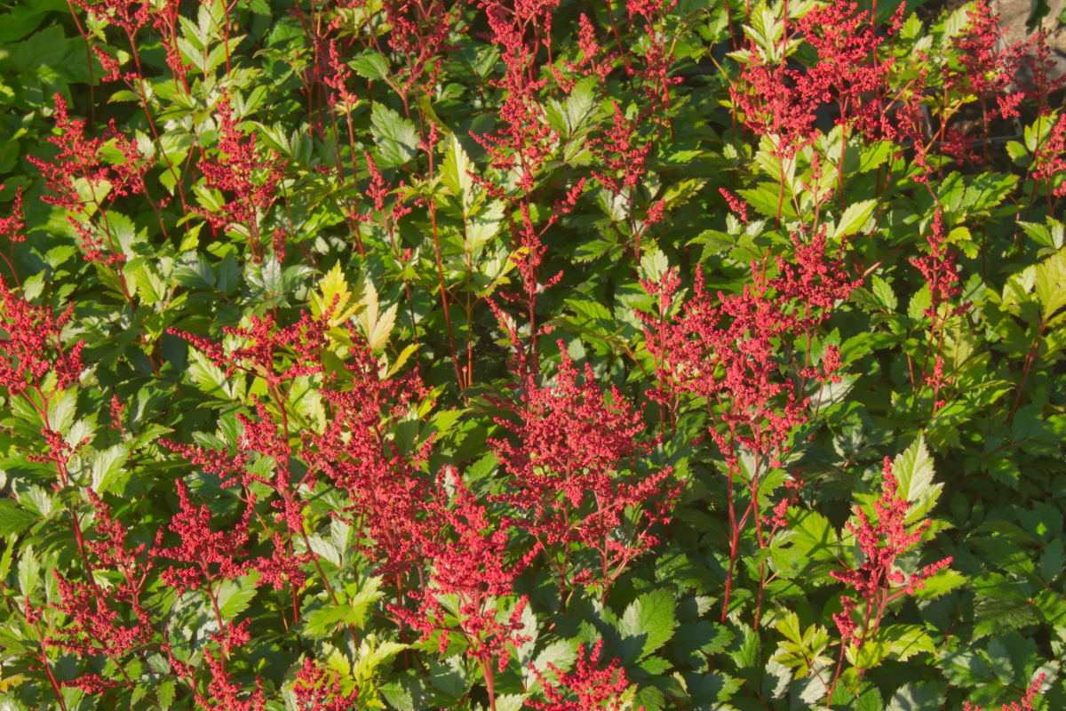 Astilbe Japonica-Hybr. 'Red Sentinel'