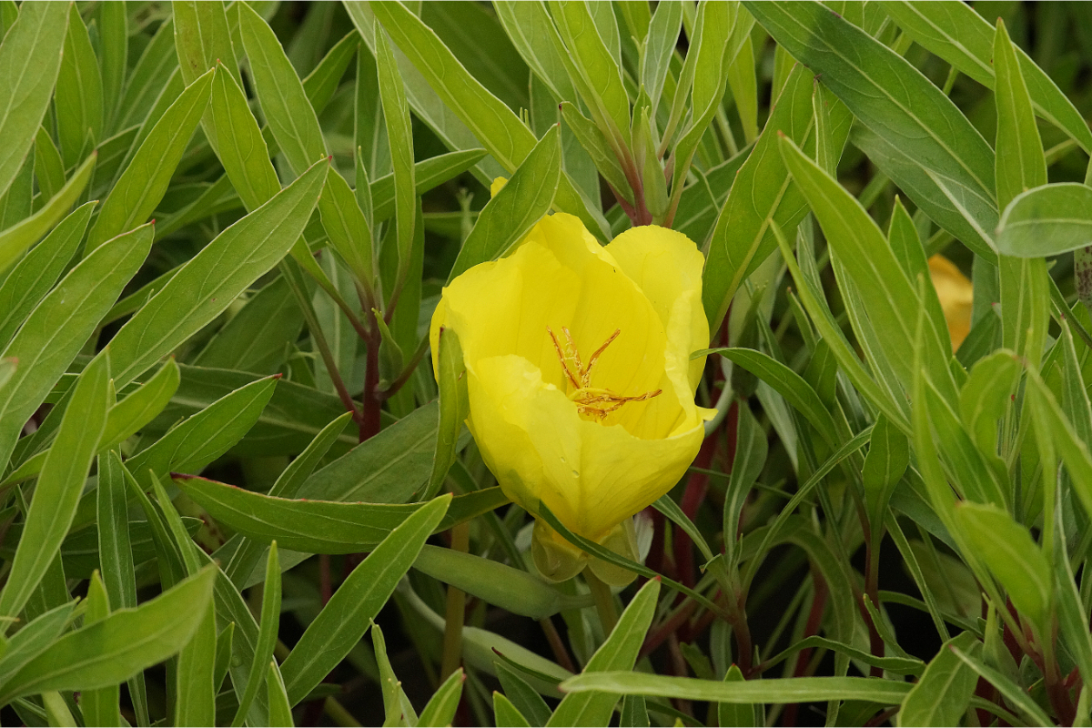 Oenothera macrocarpa (missouriensis) - Missouri-Nachtkerze