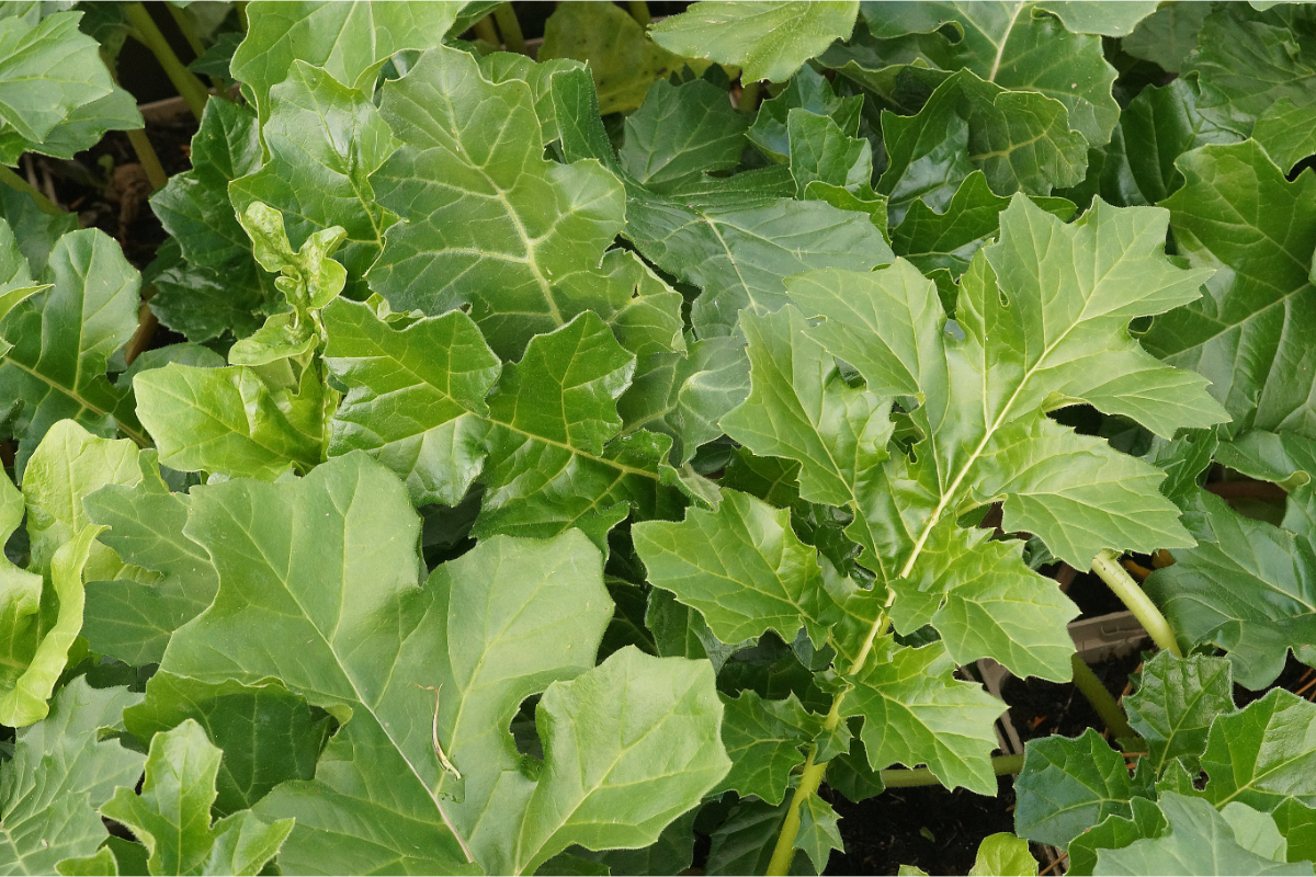 Acanthus mollis