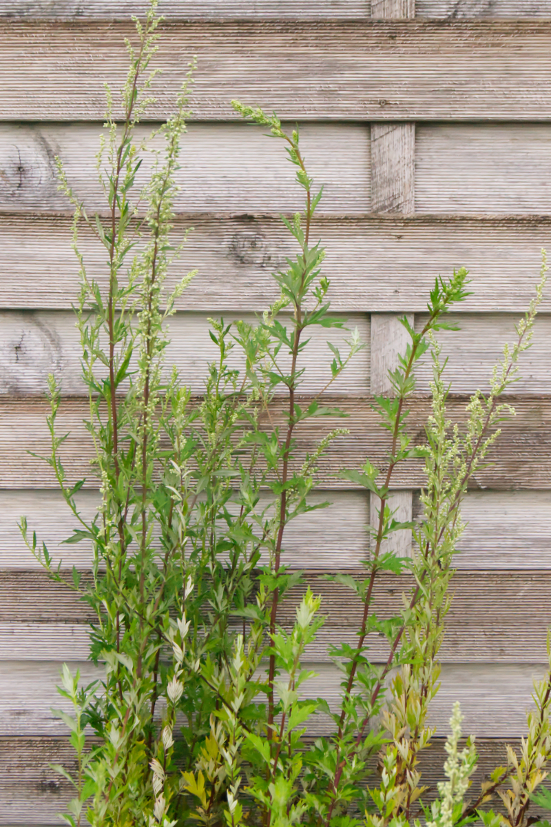 Artemisia vulgaris - Beifuß