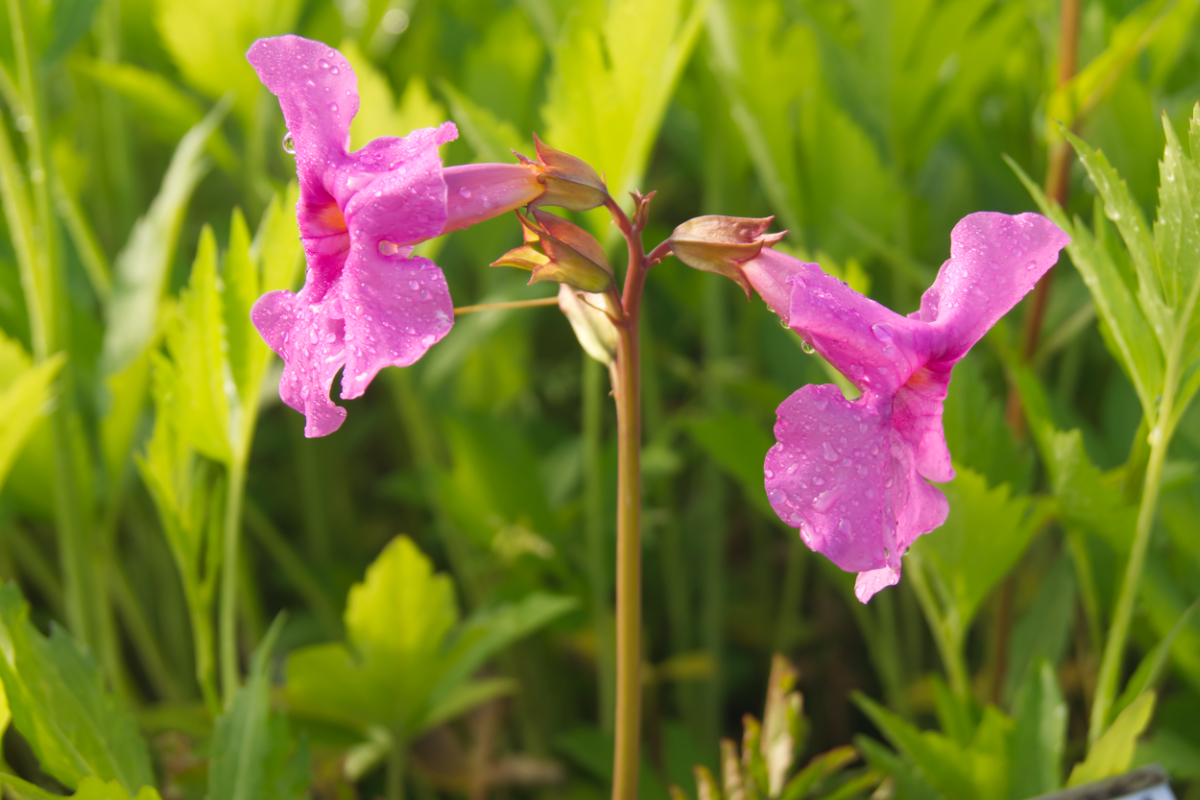 Incarvillea delavayi - Freiland-Gloxinie