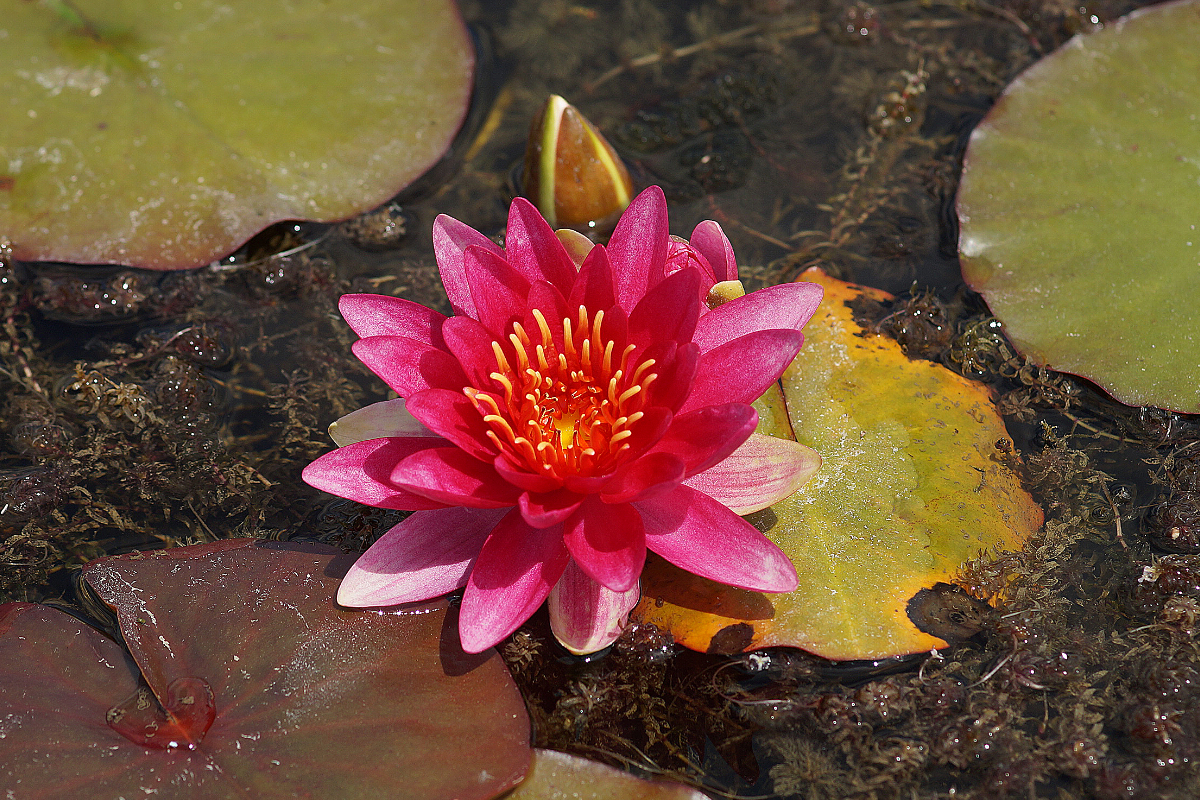 Nymphaea Hybride 'Escarboucle'