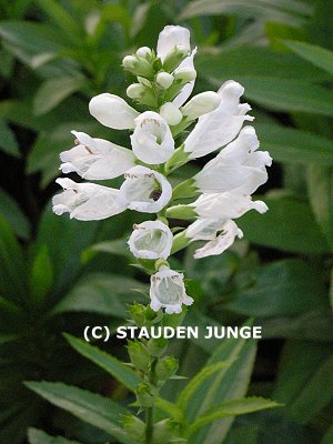 Physostegia virginiana 'Alba' - Gelenkblume