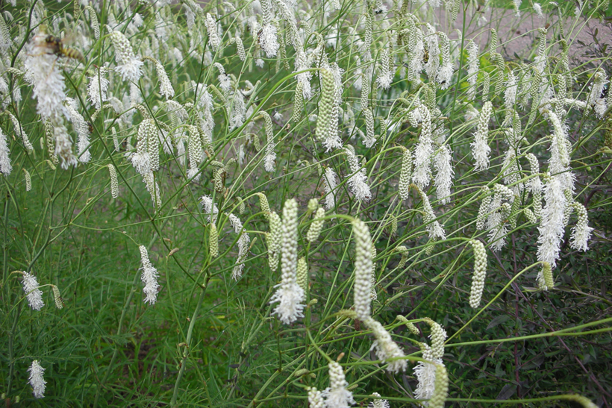 Sanguisorba tenuifolia 'Alba'