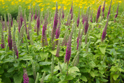 Teucrium hyrcanicum Gamander