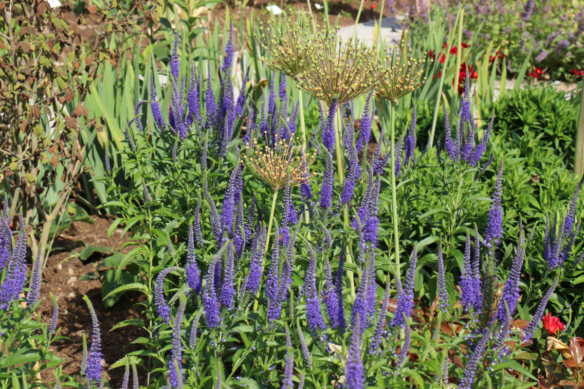 Veronica longifolia 'Blauriesin'