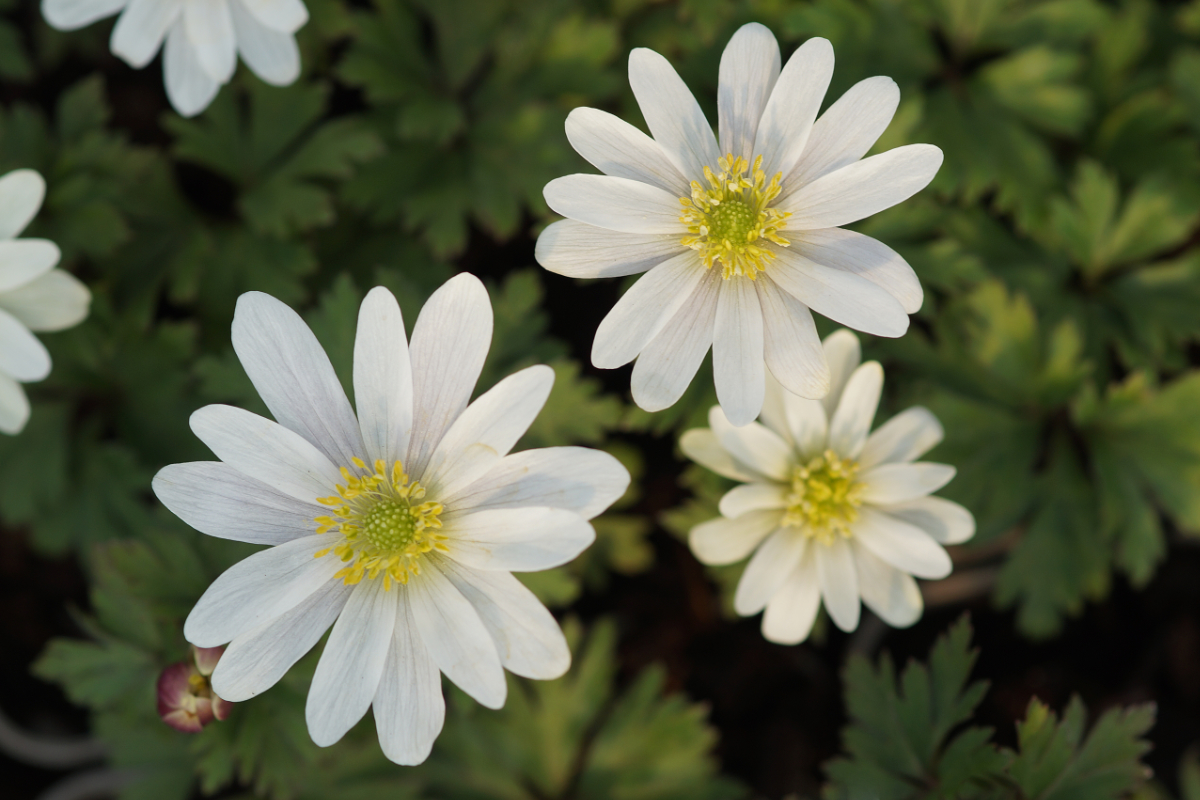Anemone blanda 'White Splendour' - Strahlenanemone, Balkan-Windröschen