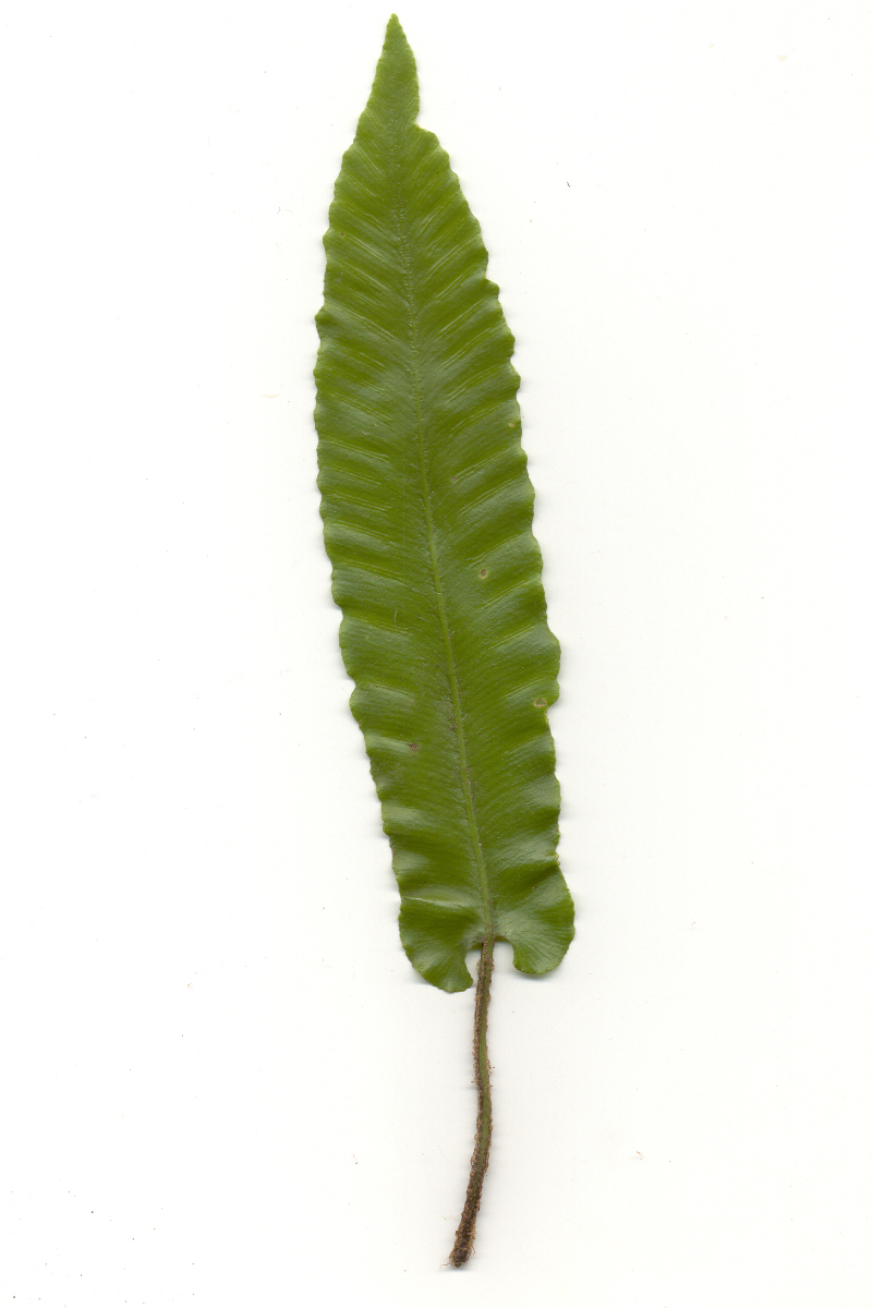 Asplenium (Phyllitis) scolopendrium (gen.)
