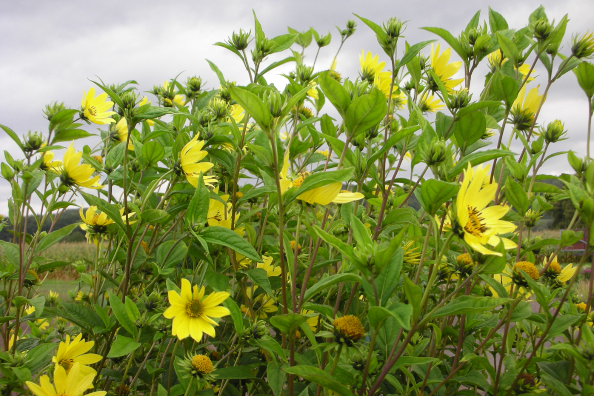 Helianthus microcephalus 'Lemon Queen'