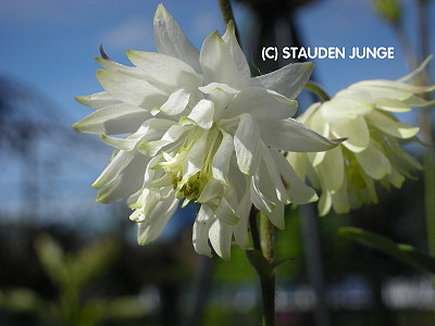 Aquilegia vulgaris plena 'White Barlow'