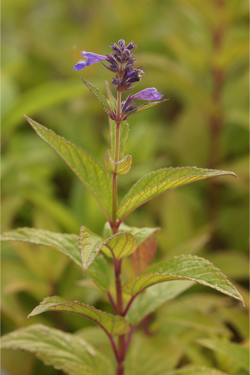 Nepeta kubanica - Kaukasische Katzenminze