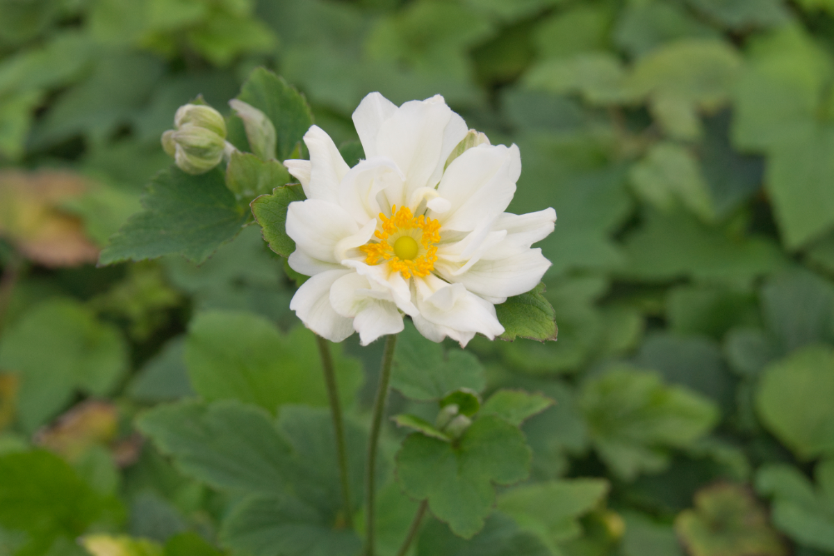 Anemone Japonica-Hybr. 'Wirbelwind' - Herbstanemone