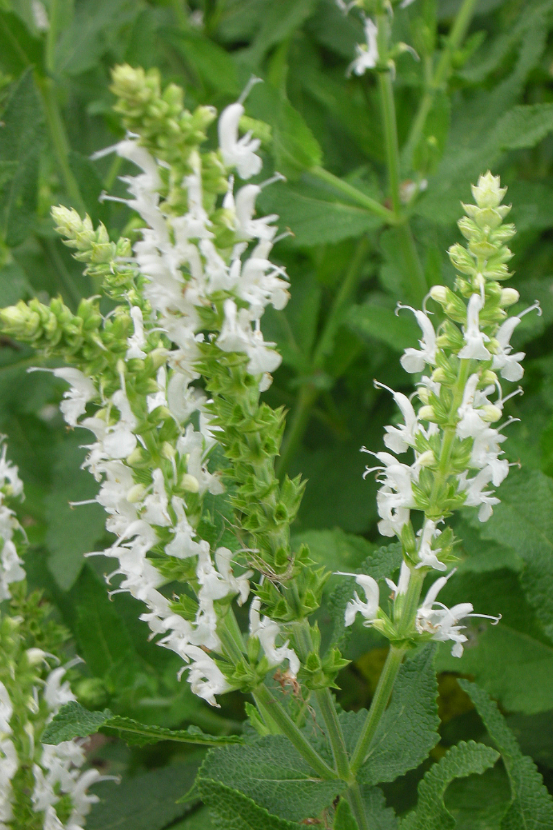 Salvia nemorosa 'Adrian' ('Schneehügel')