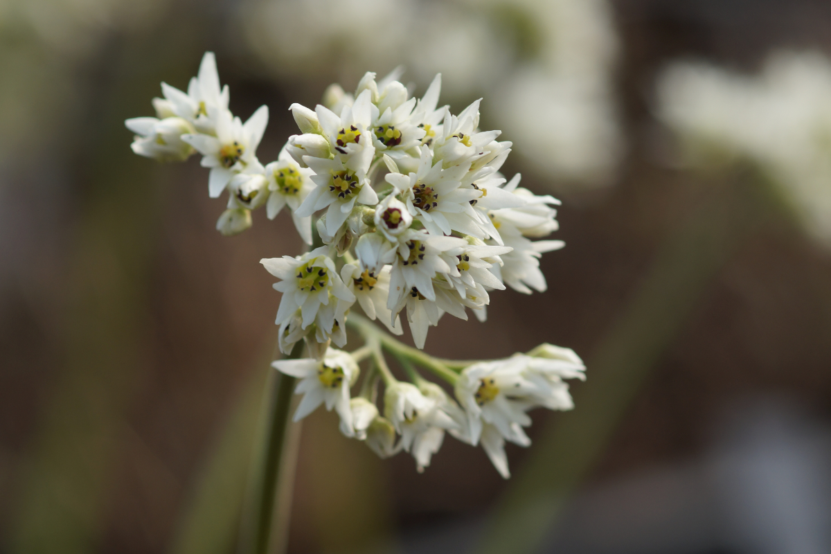 Aceriphyllum (Mukdenia) rossii - Ahornblatt