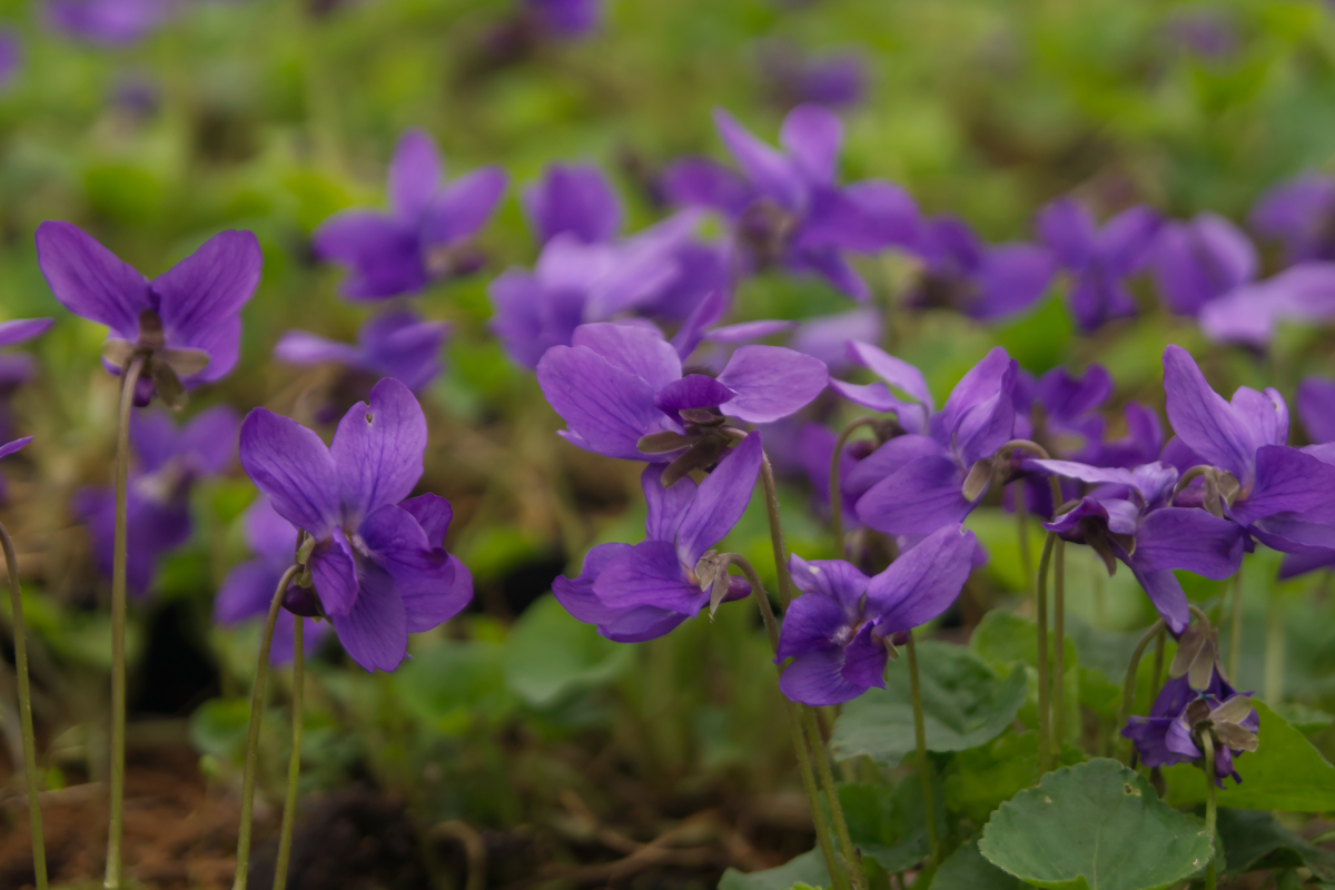 Viola odorata 'Königin Charlotte'