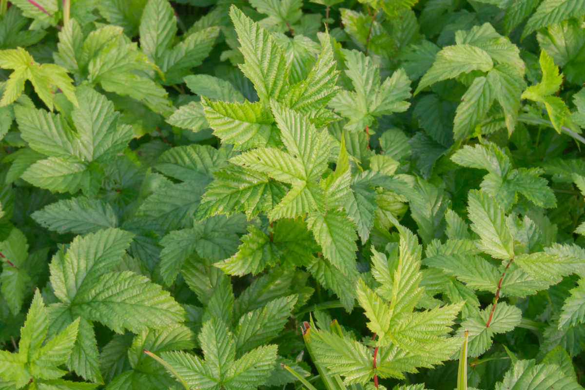 Filipendula ulmaria