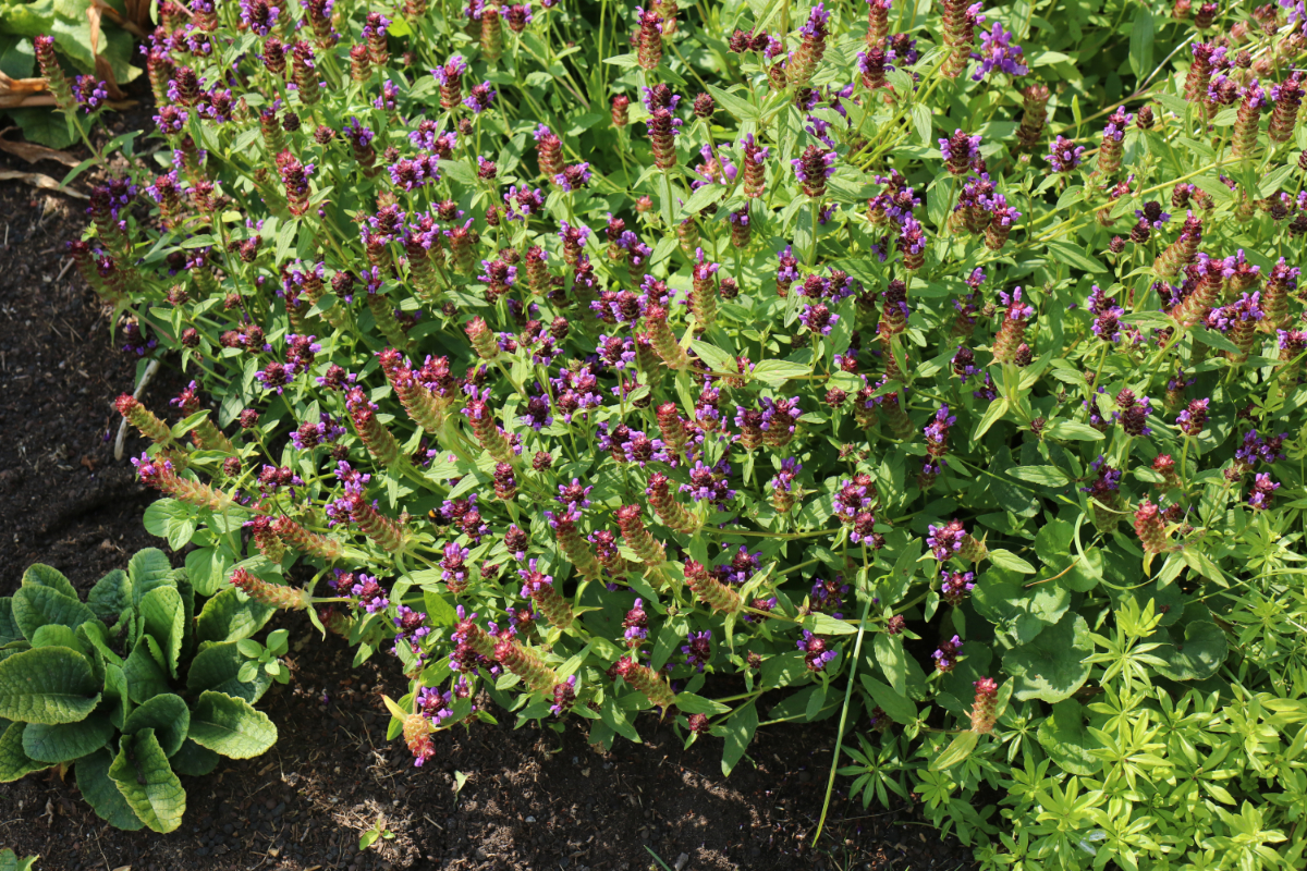 Prunella grandiflora