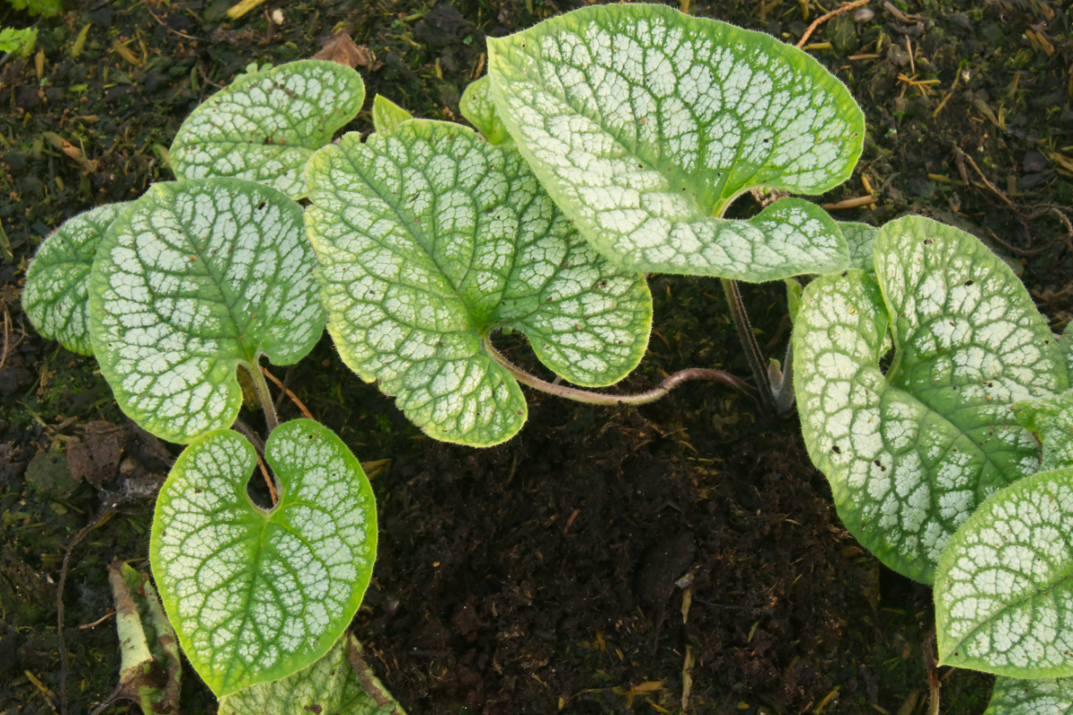 Brunnera macrophylla 'Sea Heart' (R)  - Kaukasus-Vergißmeinnicht