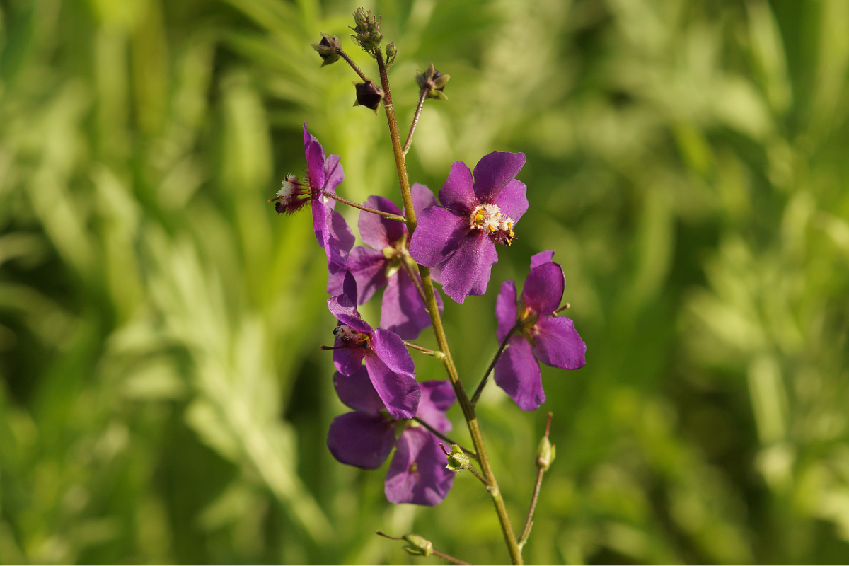 Verbascum phoeniceum 'Violetta' - Königskerze