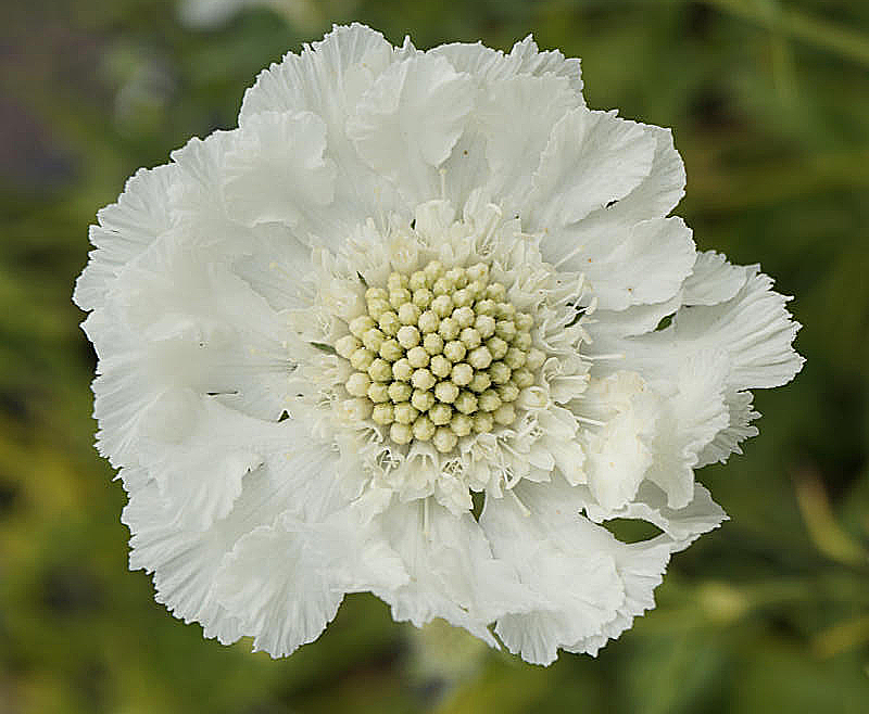 Scabiosa caucasica 'Perfecta Alba' - Skabiose